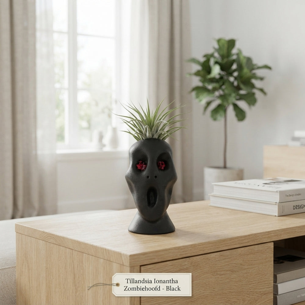 Tillandsia ionantha Air Plant in Ceramic Zombie Head – 6cm Pot
