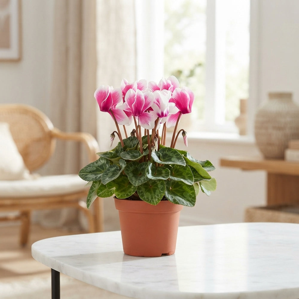 Cyclamen persicum ‘Allure Fuji’ – 12cm Pot