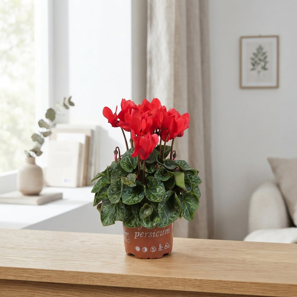 Small-Flowered Cyclamen persicum – 10.5cm Pot