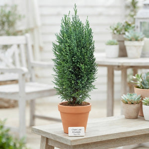 Ellwoodii Lawson Cypress (Chamaecyparis lawsoniana) – 13cm Pot