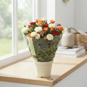 Rosa Kordana Carnaval Rose – 10.5cm Pot