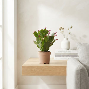 Christmas Cactus (Schlumbergera) – 9cm Pot