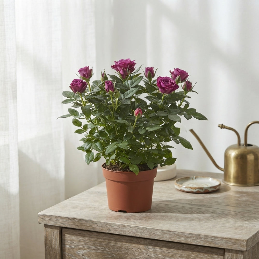 Purple Jewel Rose (Rosa) – 10.5cm Pot