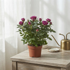 Purple Jewel Rose (Rosa) – 10.5cm Pot