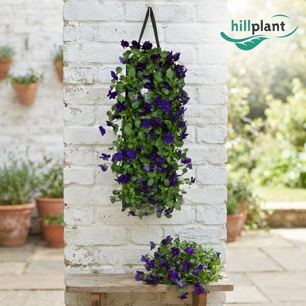 Blue Blotch Viola (Viola cornuta) – 50cm