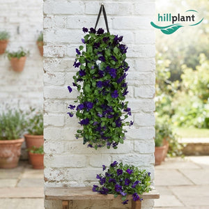 Blue Blotch Viola (Viola cornuta) – 50cm