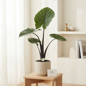 Alocasia Dark Star – 21cm Pot, Approx. 80cm High
