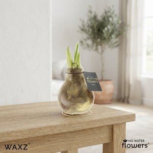 Waxed Amaryllis (Hippeastrum) – 15cm+