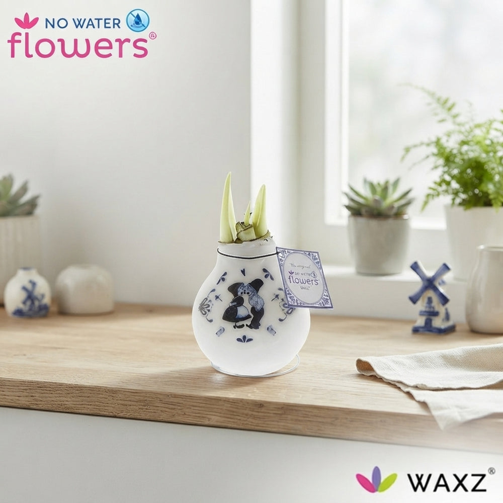 Craft Delft Blue Waxed Amaryllis (Hippeastrum)