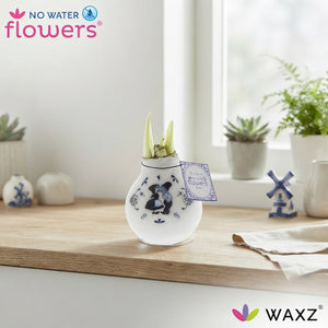 Craft Delft Blue Waxed Amaryllis (Hippeastrum)
