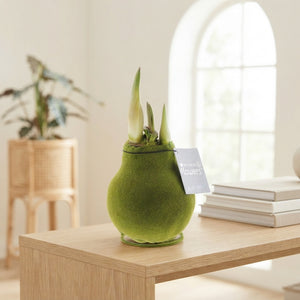 Velvet Touch Amaryllis Waxed Bulb – Earth Mix