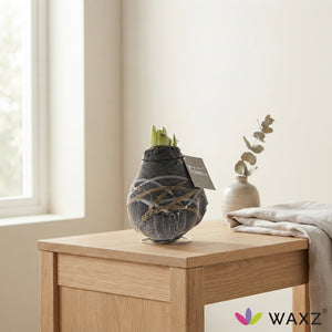 Waxed Amaryllis ‘Rembrandt’ – Hippeastrum