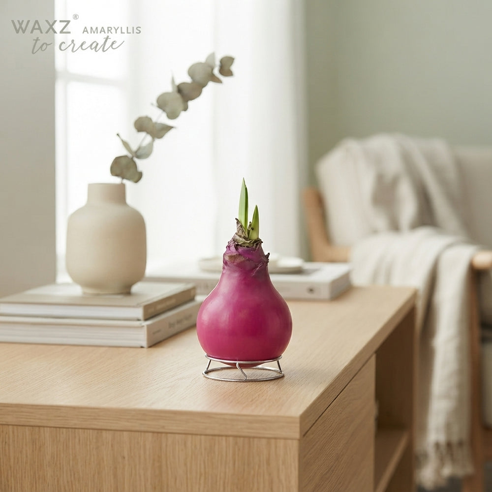 Bordeaux Waxed Amaryllis (Hippeastrum)