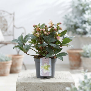 Pink Hellebore (Helleborus) – 15cm Pot
