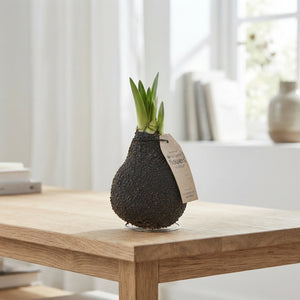 Waxed Amaryllis Hippeastrum – Natural Cork Finish