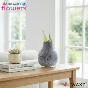 Marble Waxed Amaryllis (Hippeastrum) – 11 Stems