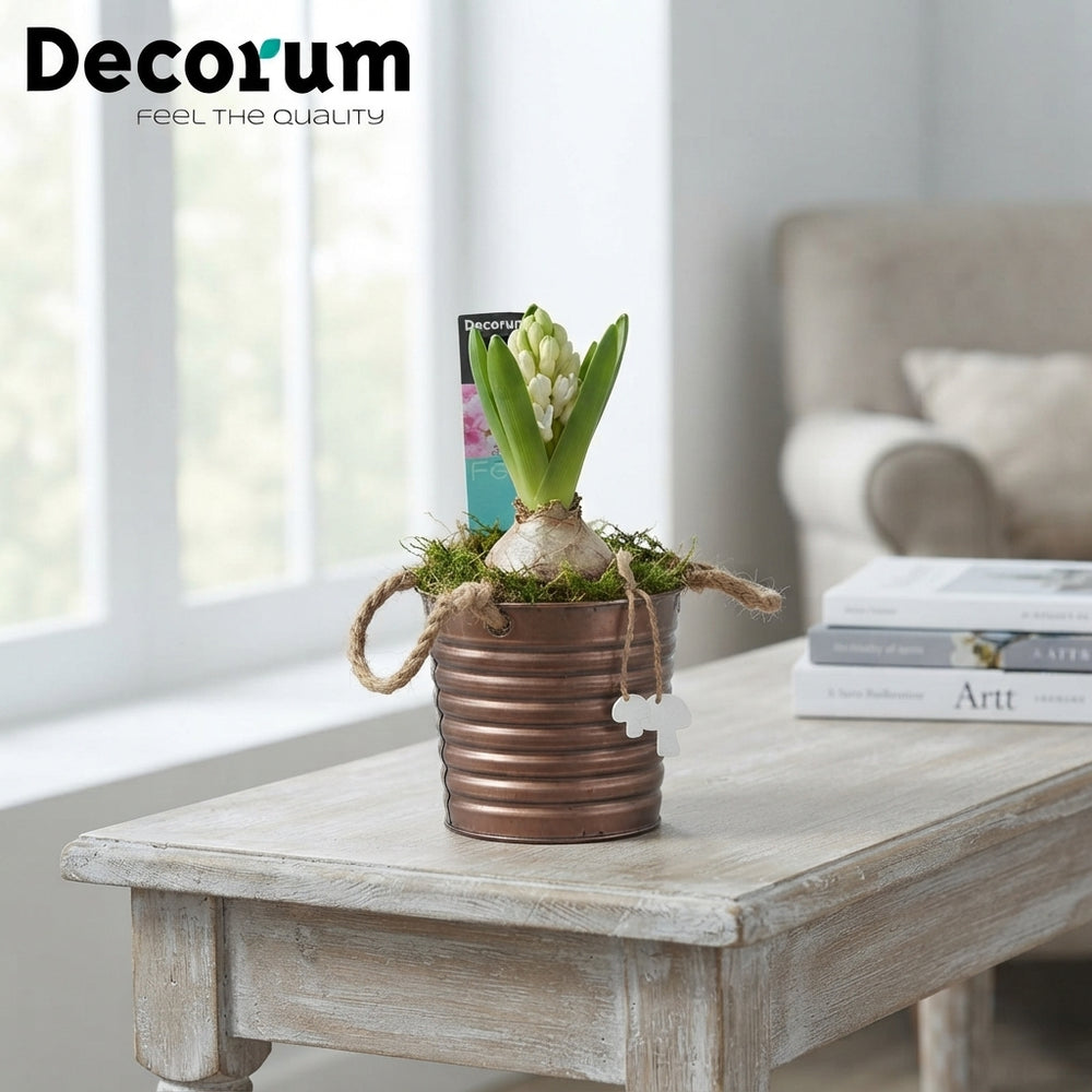 Lucia Ornamental Plant Arrangement – 10cm Zinc Pot