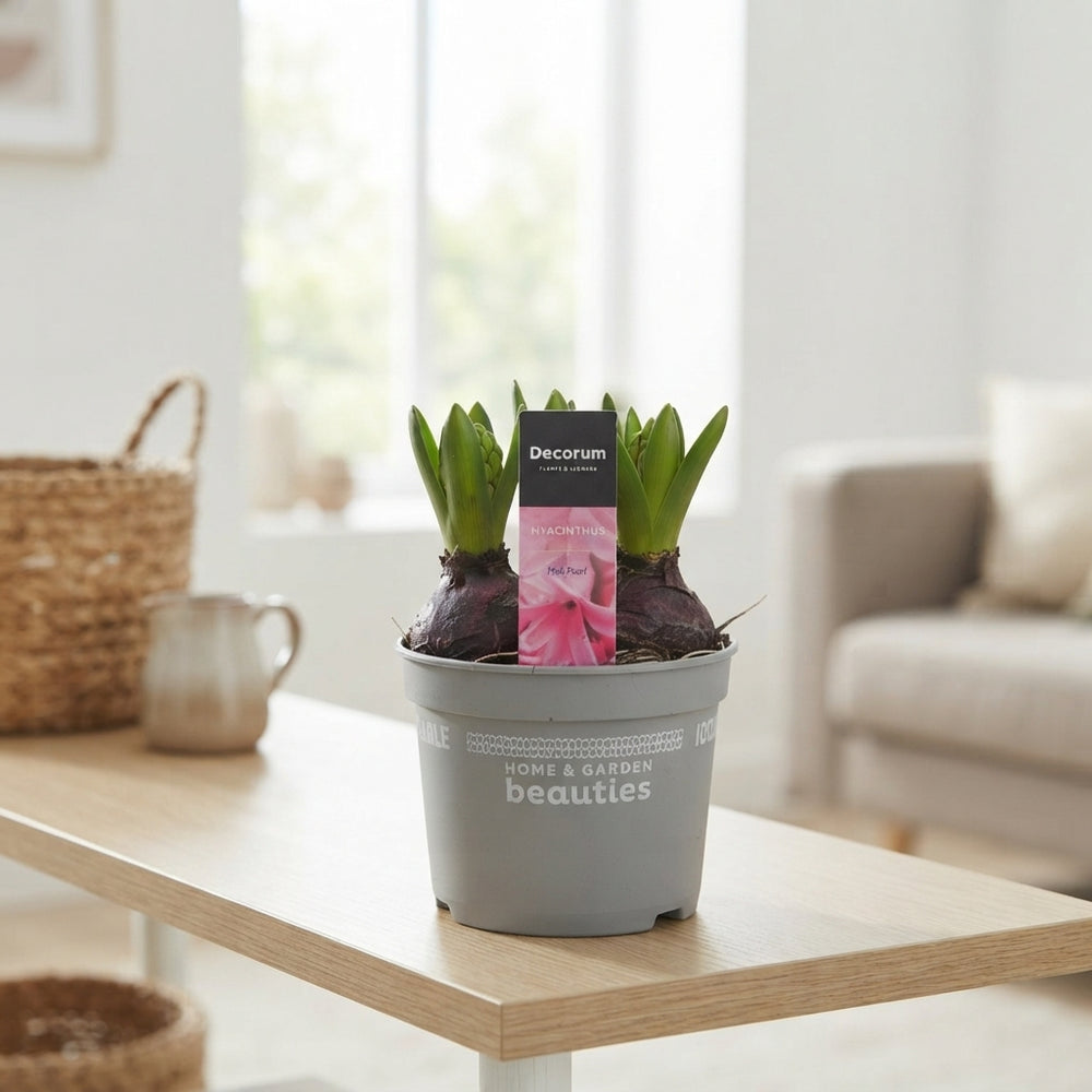 Mixed Hyacinth (Hyacinthus orientalis) – 12cm Pot