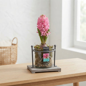 Serviro Wooden Plant Arrangement – 30cm