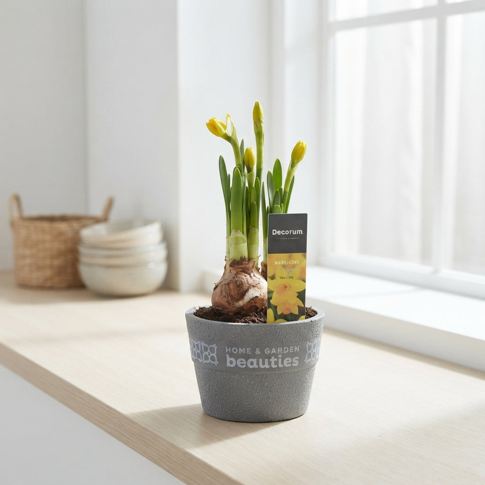 Tête-à-Tête Daffodil (Narcissus) – 16cm Pot