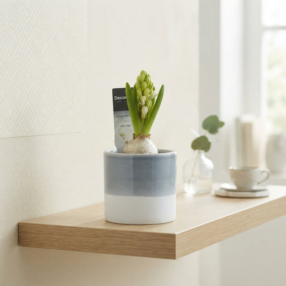 Felice Ceramic Plant Arrangement – 10cm Pot