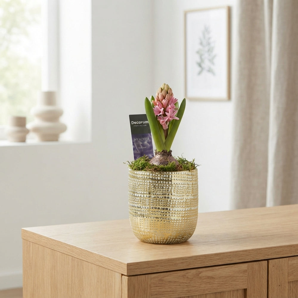 Hyacinth Arrangement in Glass Pot – 9cm