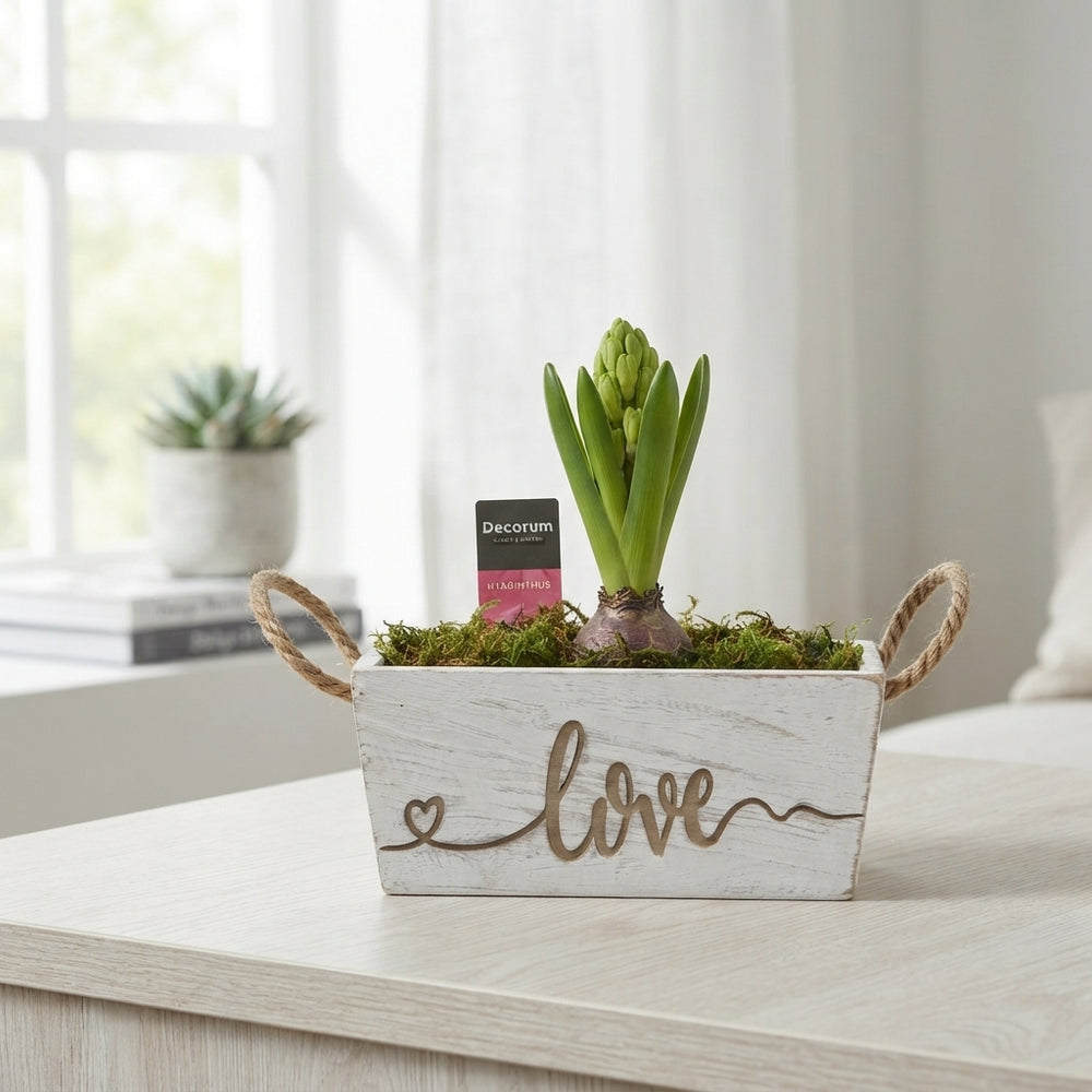 Claire Hoya Arrangement – 21cm Wooden Planter