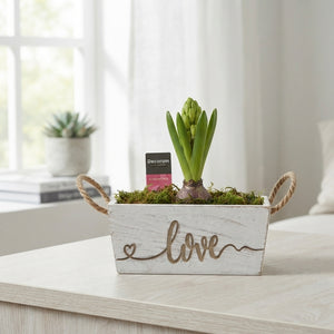 Claire Hoya Arrangement – 21cm Wooden Planter