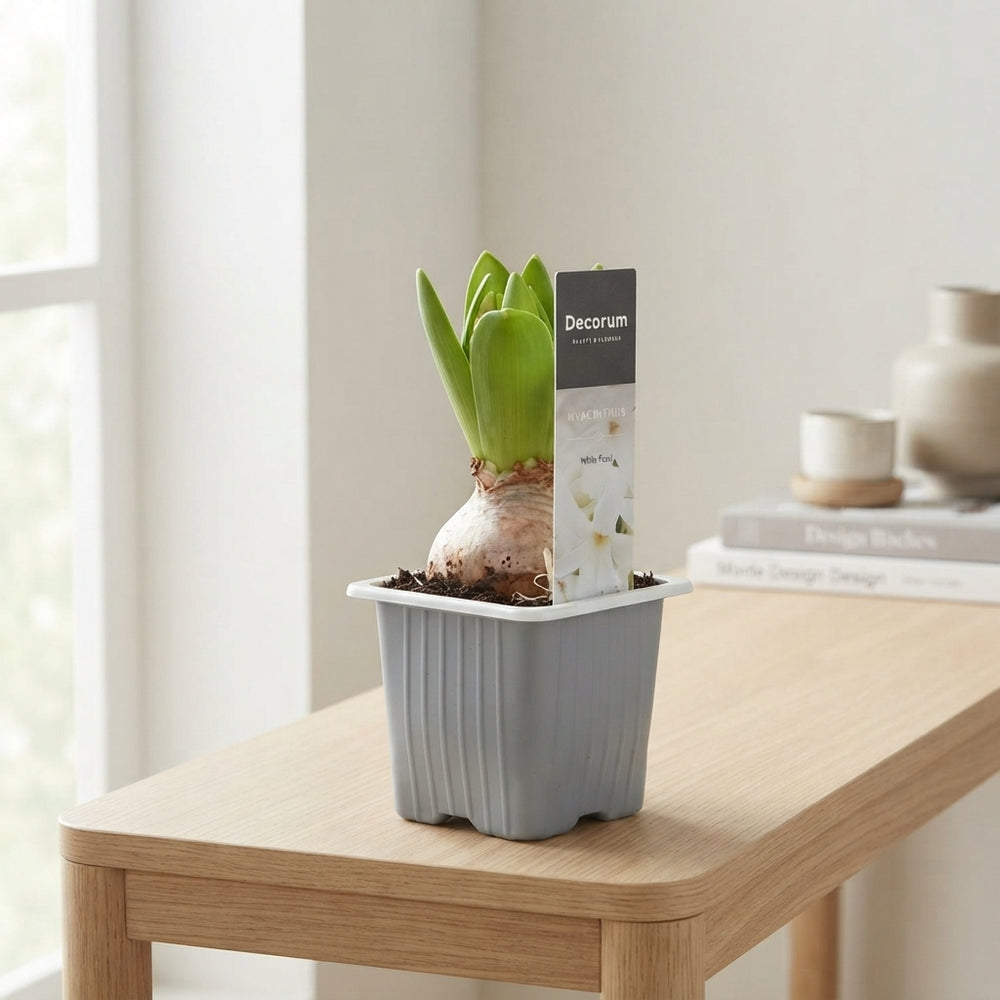 White Hyacinth ‘Blue Pearl’ (Hyacinthus orientalis) – 7cm Pot