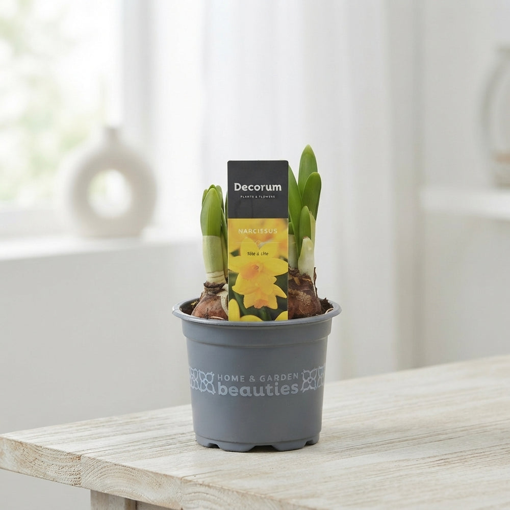 Narcissus ‘Tête-à-Tête’ Daffodil – 9cm Pot