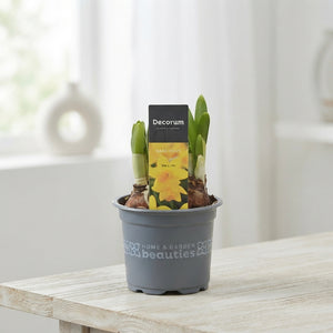 Narcissus ‘Tête-à-Tête’ Daffodil – 9cm Pot