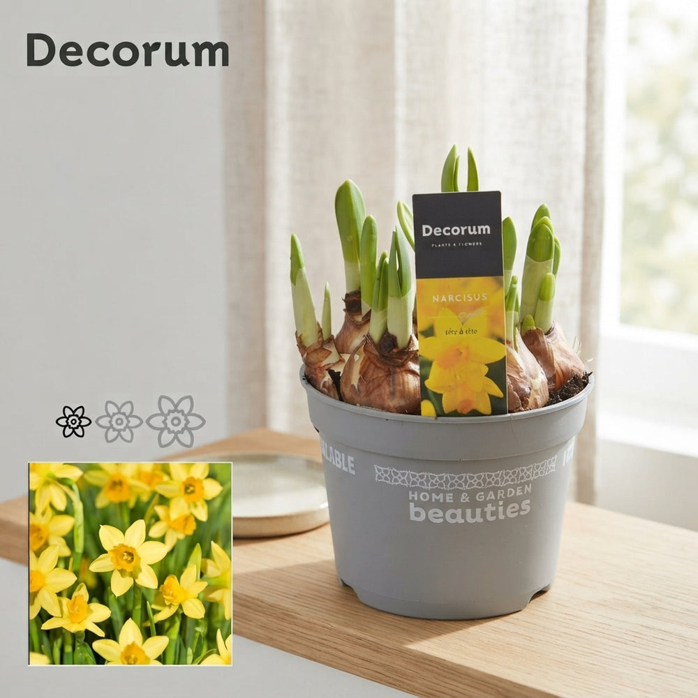 Tête-à-Tête Daffodil (Narcissus) – 12cm Pot