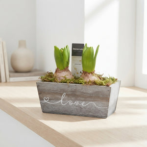 Wooden Love Plant Arrangement – 17cm Pot