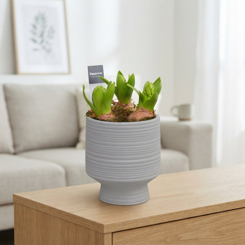 Hoya Arrangement in Ceramic Pot – 13cm