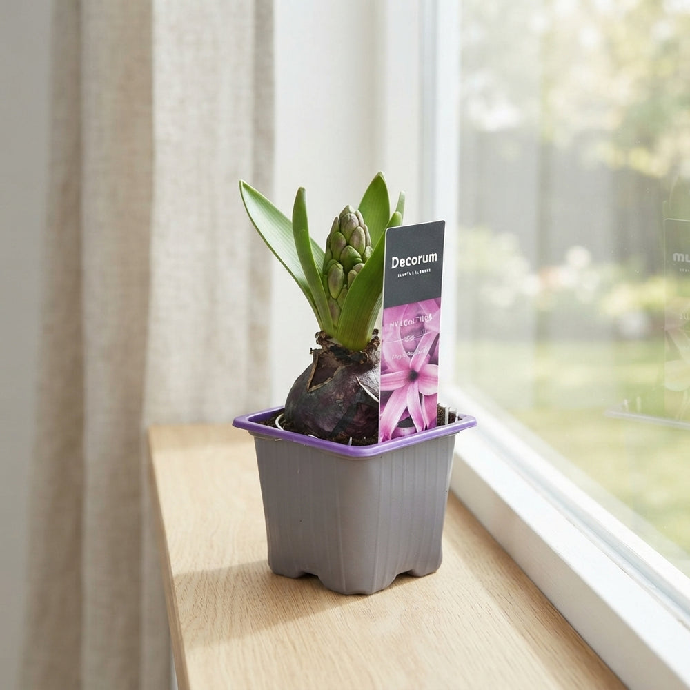 Purple Hyacinth ‘Purple Sensation’ – 7cm Pot