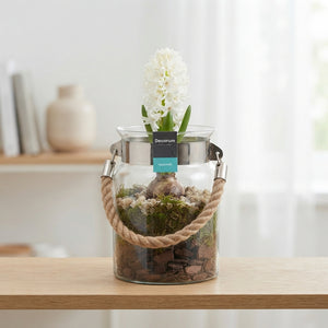 Glass Plant Arrangement with Decorative Twine – 15cm