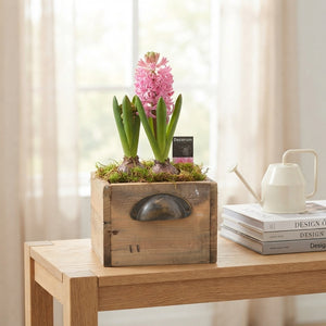 Hout Wooden Plant Arrangement – 14cm Pot