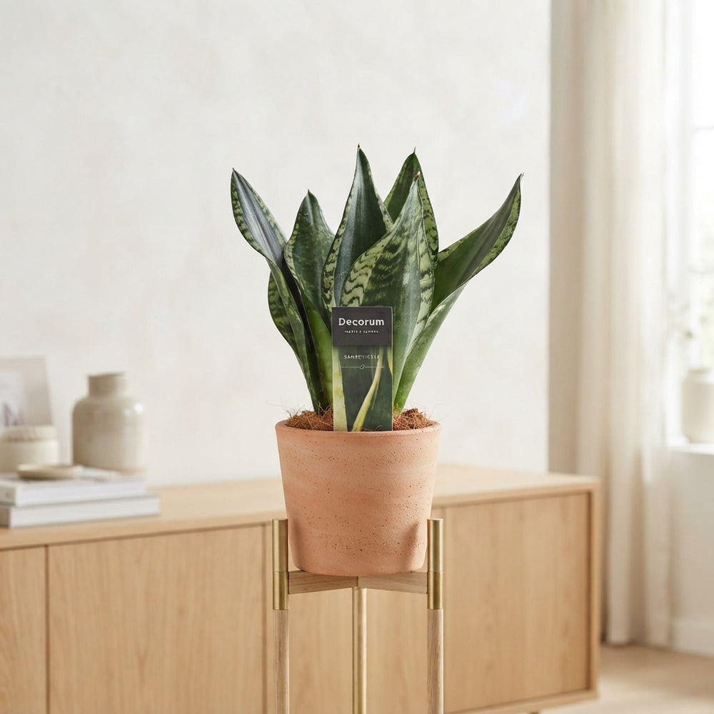 Sansevieria ‘Silver Flame’ – 12cm Pot, 36cm High
