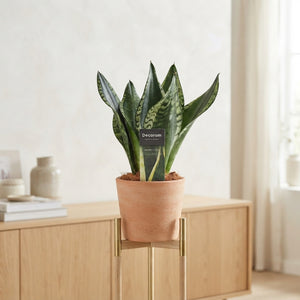 Sansevieria ‘Silver Flame’ – 12cm Pot, 36cm High