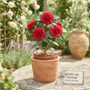 Camellia Japonica Mixed – 9cm Pot, Approx. 30cm Height
