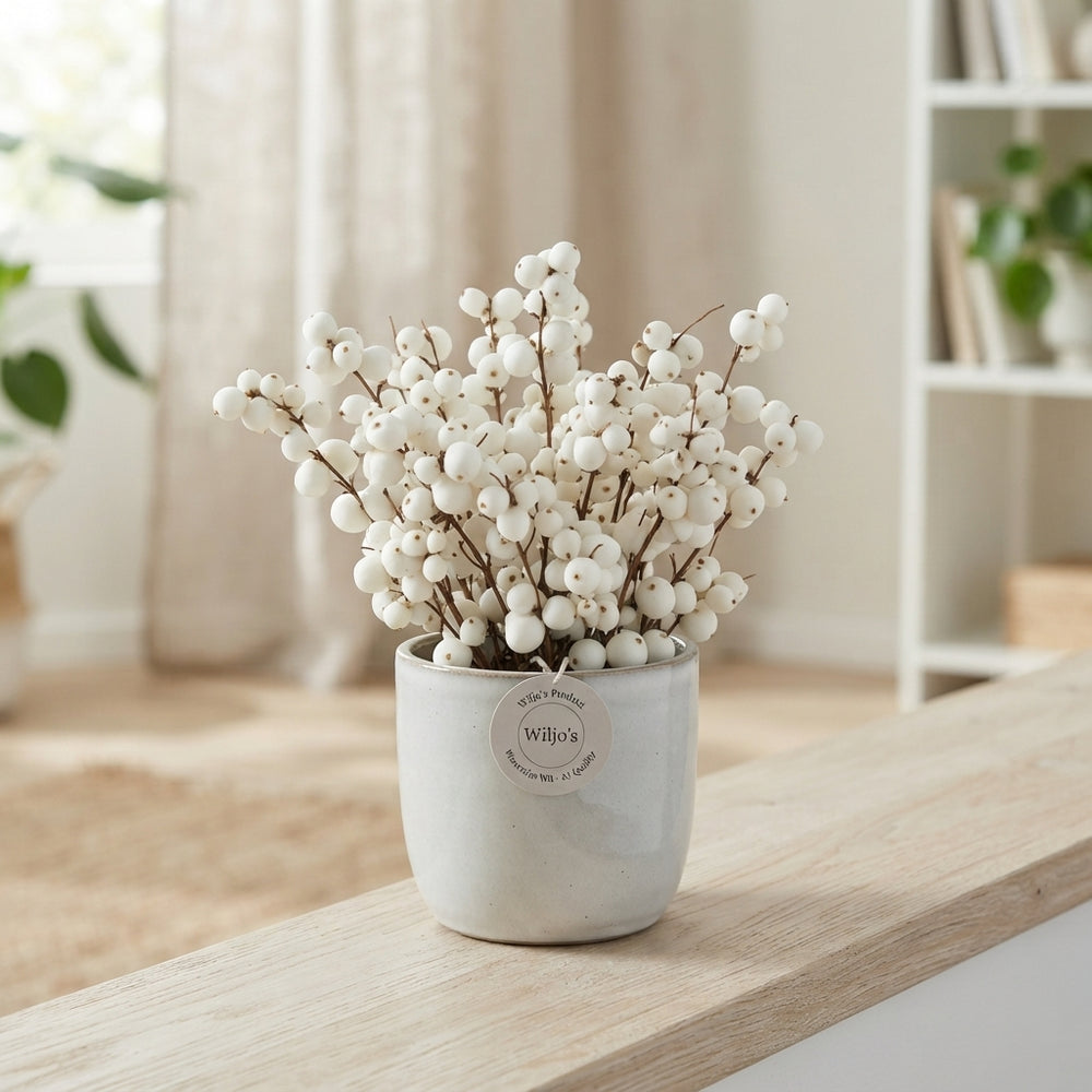 White Waxflower (Chamelaucium) – Decorative Stems