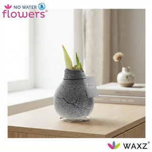 Marble Waxed Amaryllis (Hippeastrum) – 15cm+