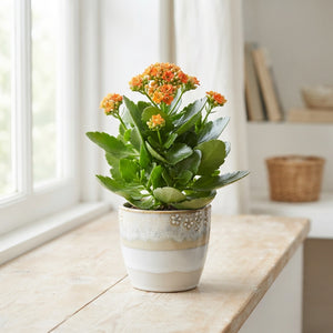 Decorative Ceramic Plant Pot – 11cm