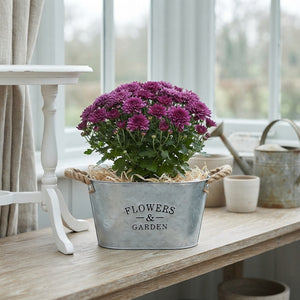 Mixed Flower Garden Arrangement in Oval Zinc Pot