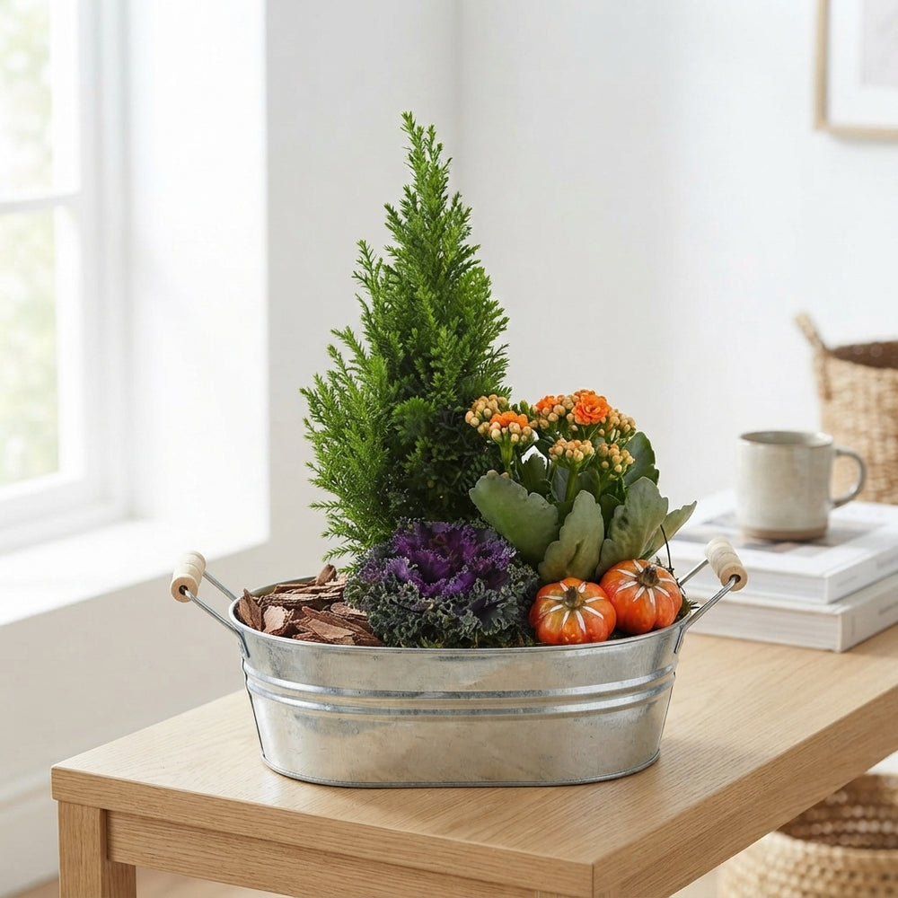 Mixed Colour Oval Zinc Plant Arrangement