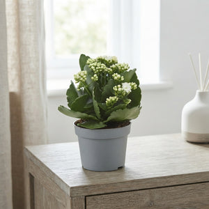 White Double Kalanchoe – 12cm Pot
