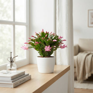 Mixed Schlumbergera Christmas Cactus – 12cm Pot