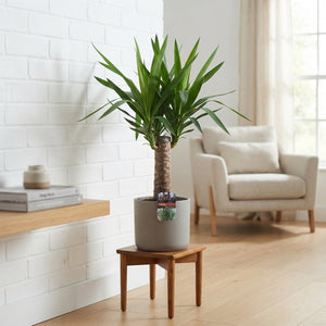 Yucca Elephantipes Houseplant – 19cm Pot, 95cm High