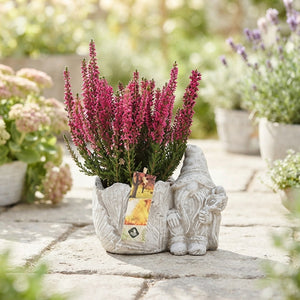 Outdoor Arrangement with Cement Gnome – 18cm