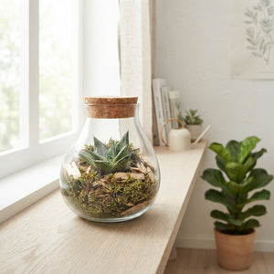 Gasteria Succulent in Glass Terrarium Bowl – 10cm